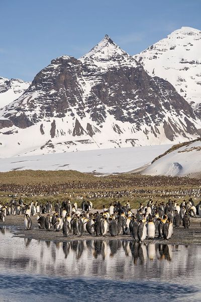 Antarctica-South Georgia Island-Salisbury Plain King penguins on beach